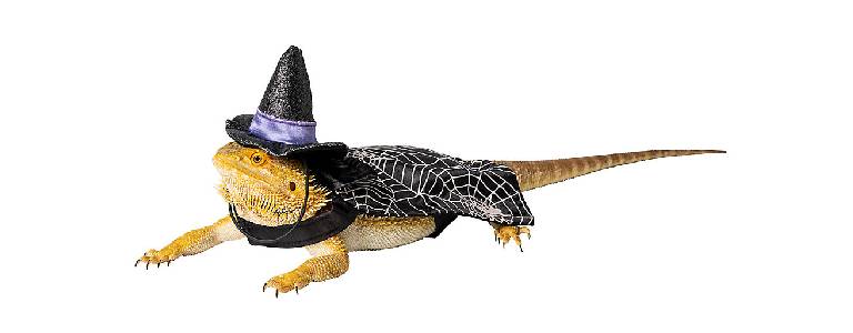 Bearded dragon wearing witch hat and cape