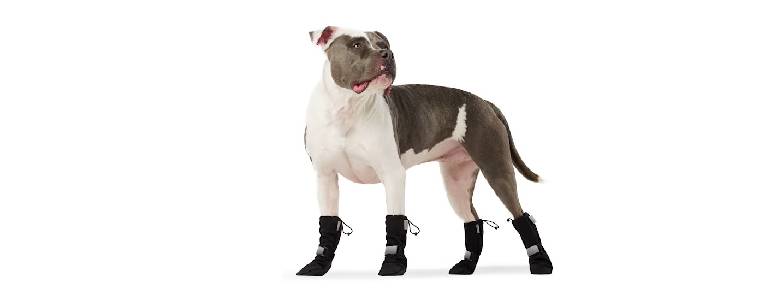 Dog boots for winter.