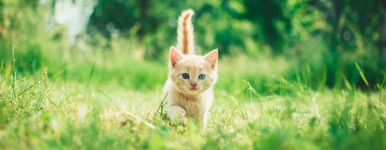 Cat walking in the field