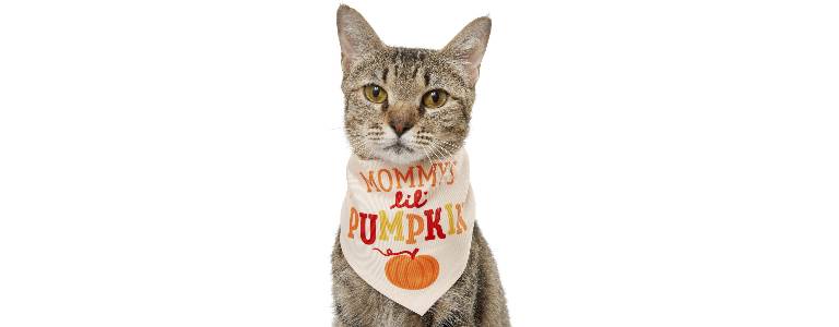Pumpkin bandana for cats and dogs