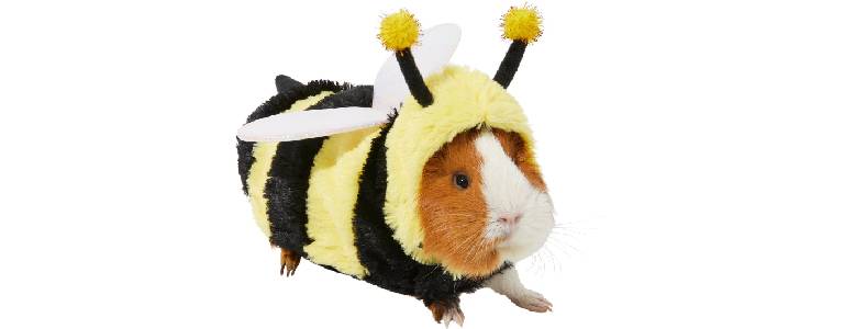 Guinea pig in bumble bee Halloween costume