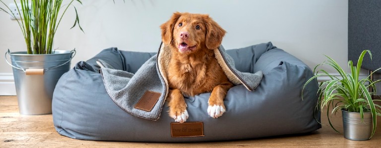 Happy dog on dog bed