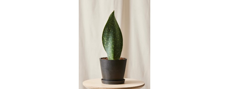 Whale fin sansevieria