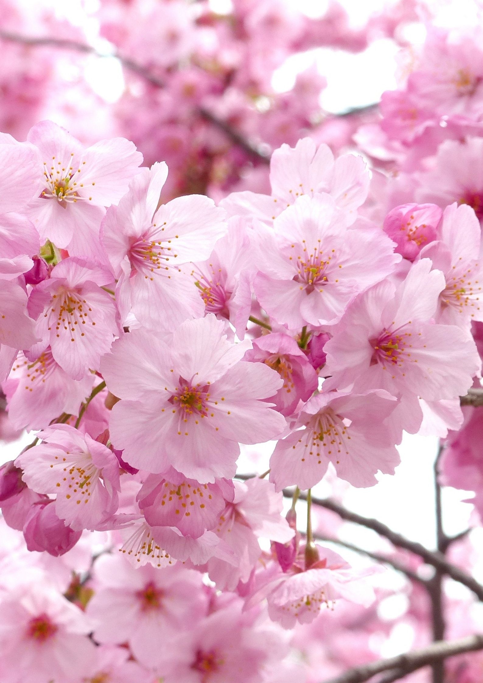 春季樱花观赏地